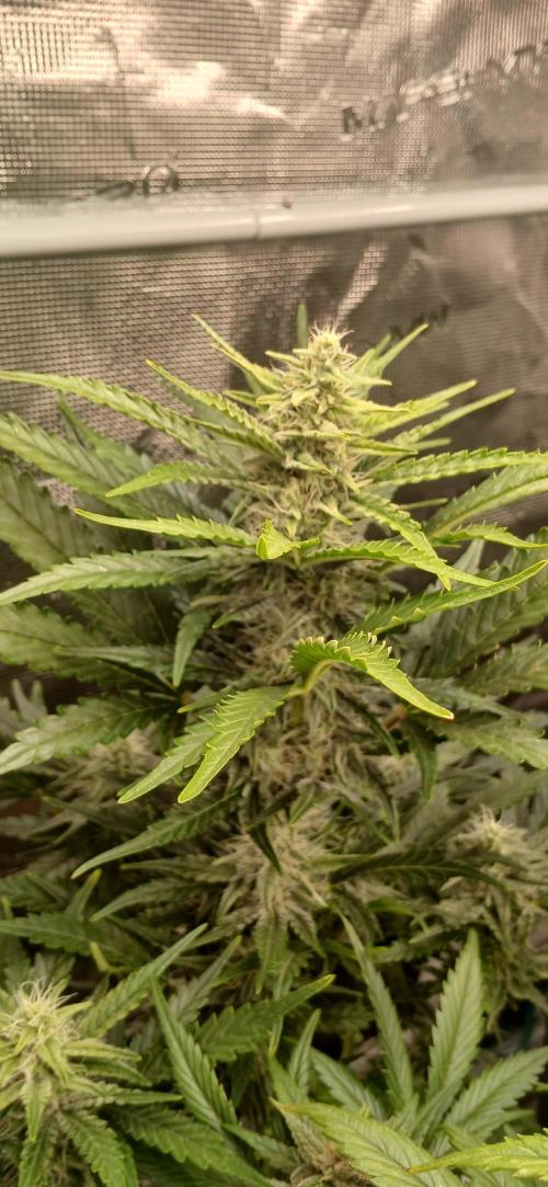 Banana Purple /GorillaZ/West Coast OG. Week 7 - GorillaZ 