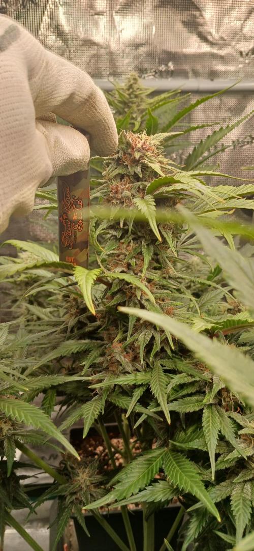 Banana Purple /GorillaZ/West Coast OG. Week 7 - BPP with other features that make it look compact 