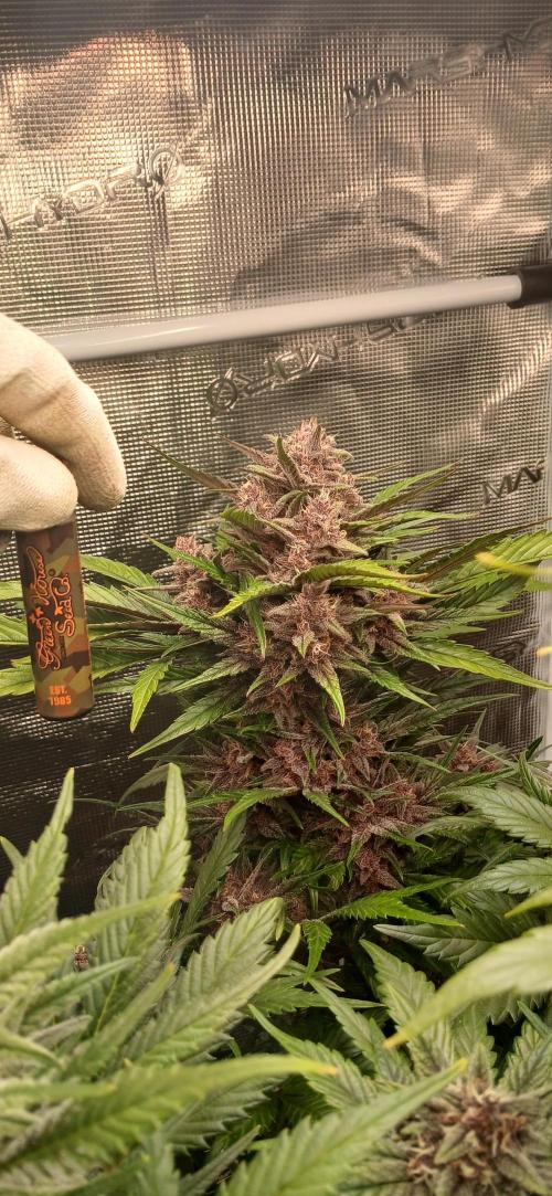 Banana Purple /GorillaZ/West Coast OG. Week 7 - BPP with a massive main head and a very beautiful color 