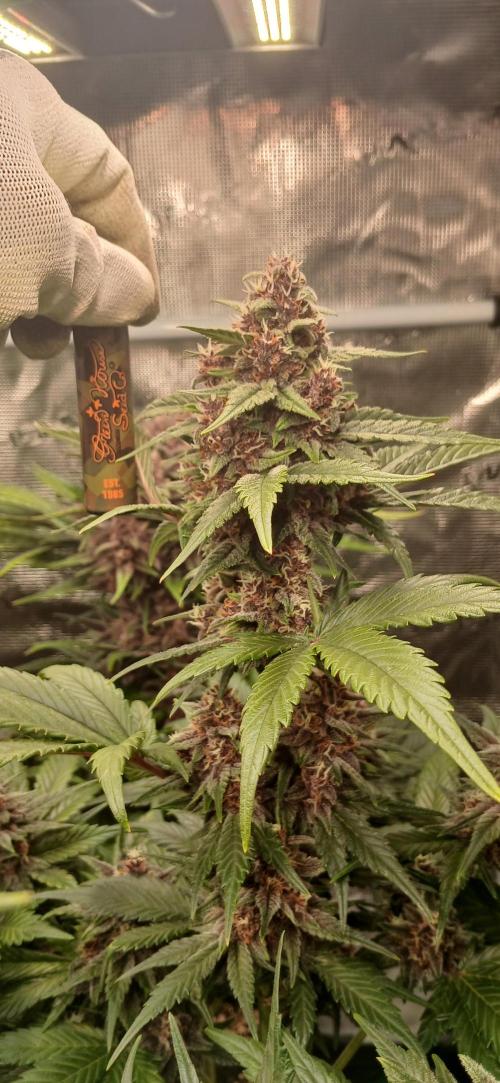 Banana Purple /GorillaZ/West Coast OG. Week 7 - BPP with buds that look quite compact 