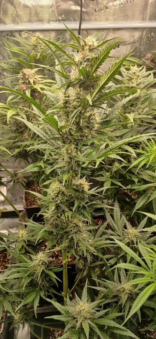 Banana Purple /GorillaZ/West Coast OG. Week 7 - GorillaZ, which has stretched out considerably compared to other plants 