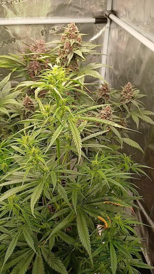 Banana Purple /GorillaZ/West Coast OG