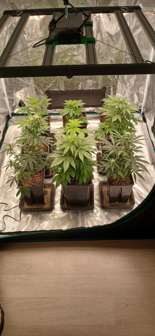 Kiwi x Papaya test. Week 4