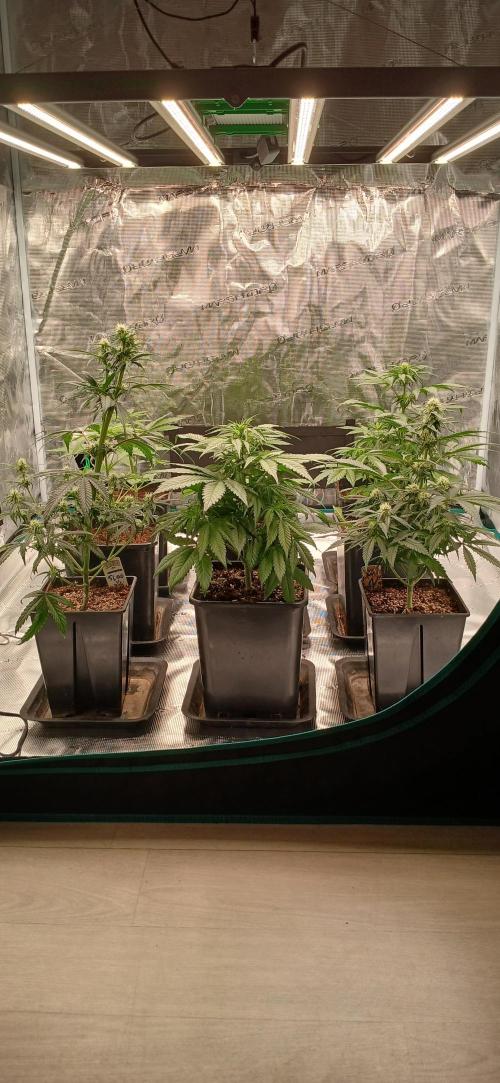 Kiwi x Papaya test. Week 4