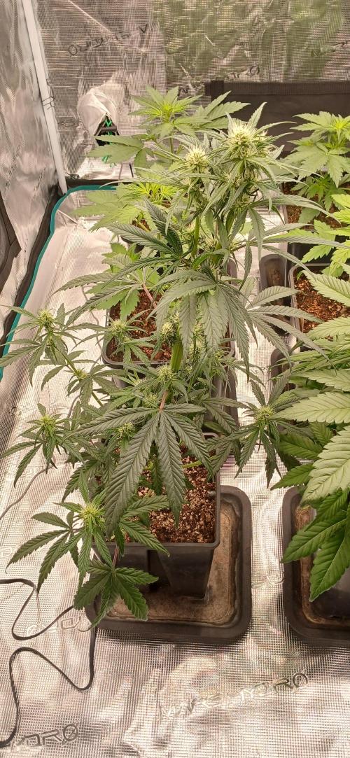 Kiwi x Papaya test. Week 4 - Super Larry og 