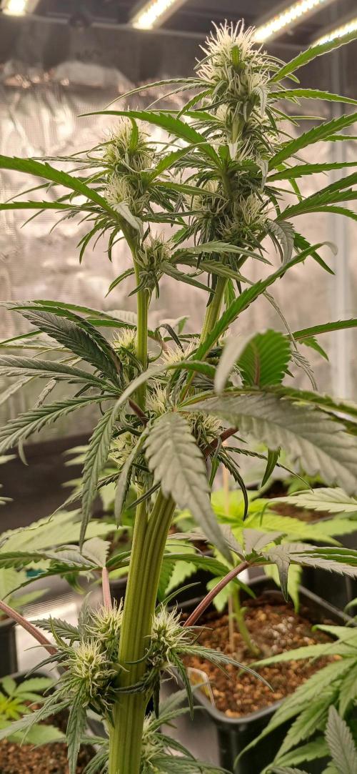 Kiwi x Papaya test. Week 4 - Super Larry og