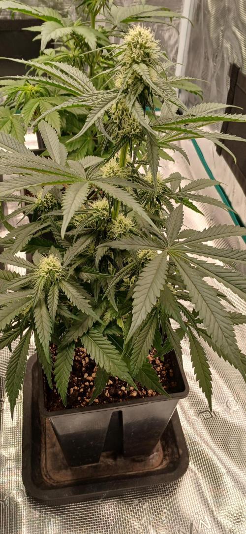 Kiwi x Papaya test. Week 4 - Black pearl