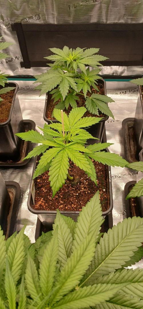 Kiwi x Papaya test. Week 4 - unknown 