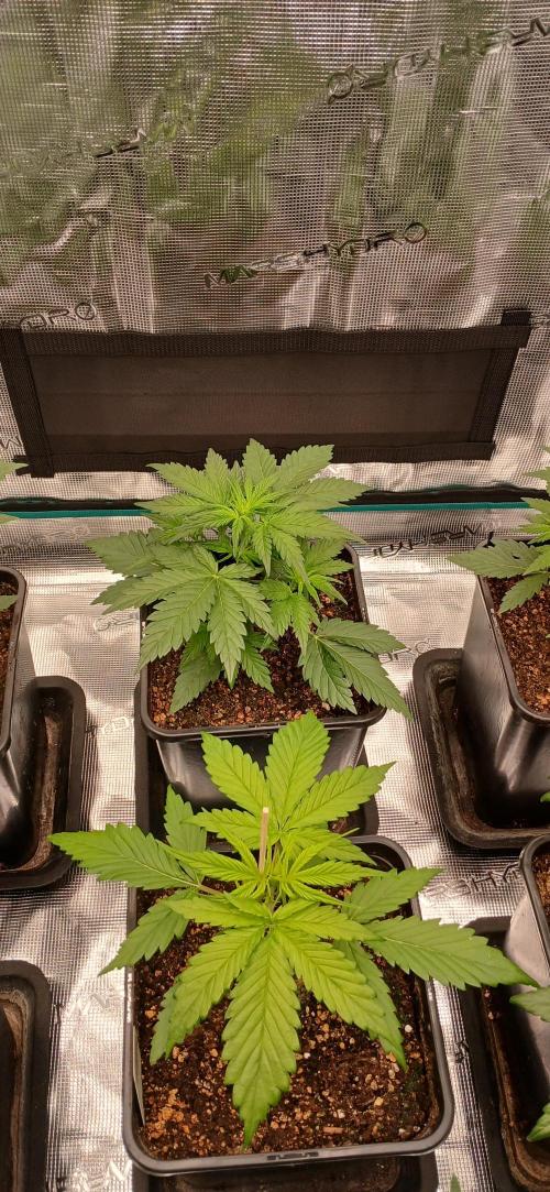 Kiwi x Papaya test. Week 4 - og kush x cali orange