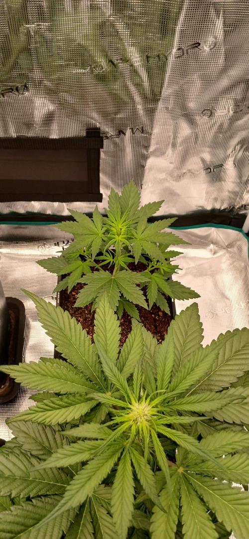 Kiwi x Papaya test. Week 4 - og kush x cali orange