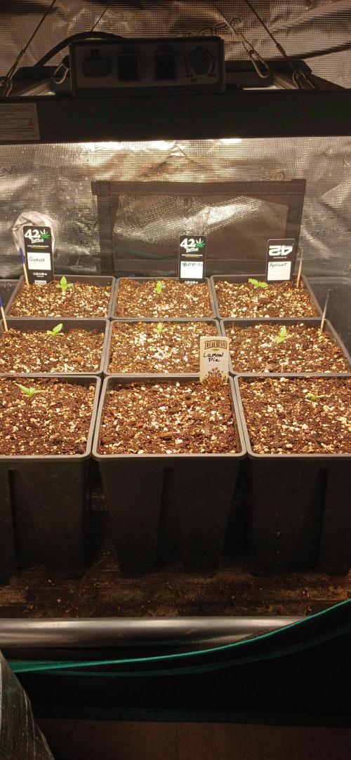 Fast Bud mix auto. Week 0