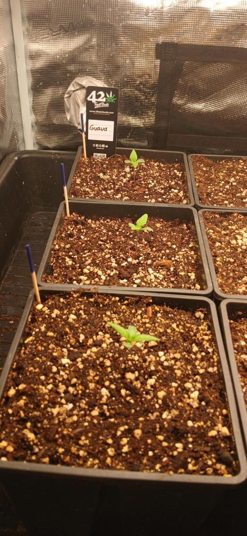 Fast Bud mix auto. Week 0 - Guava