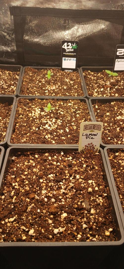 Fast Bud mix auto. Week 0 - Banana purple punch 
Lemon Pie