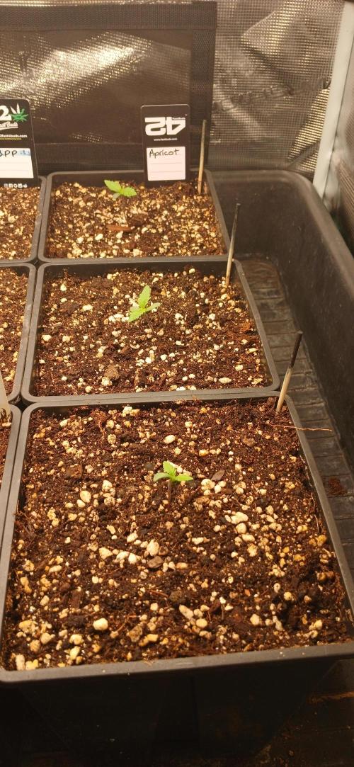 Fast Bud mix auto. Week 0 - Apricot