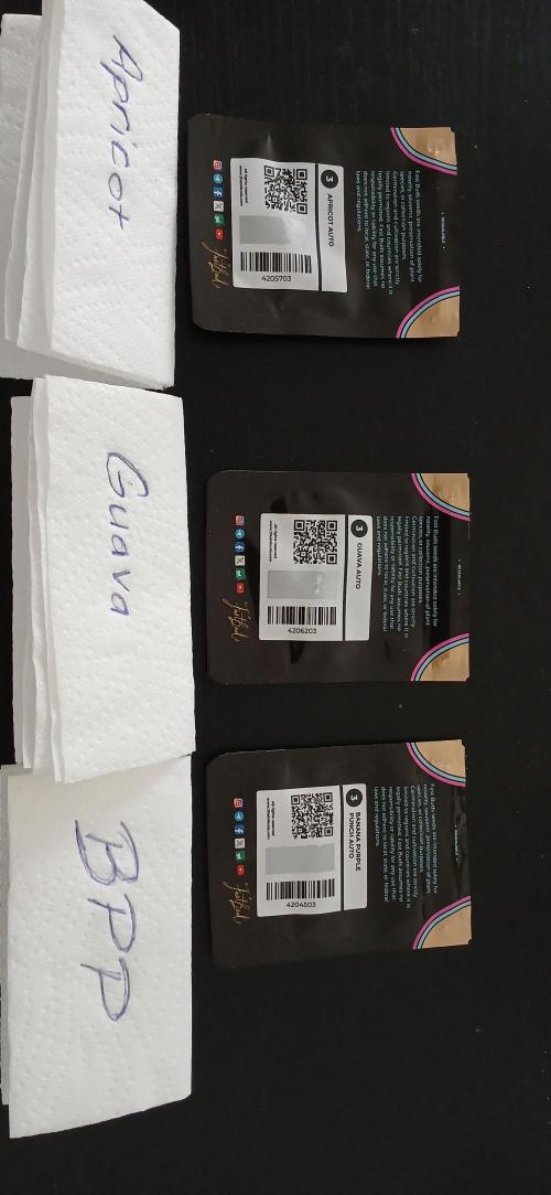 Fast Bud mix auto. Week 0