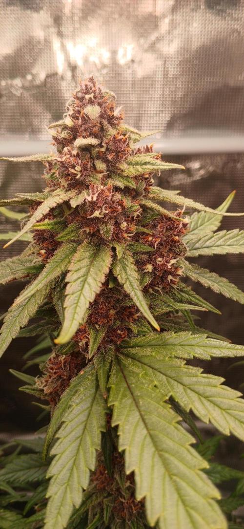 Banana Purple /GorillaZ/West Coast OG. Week 8