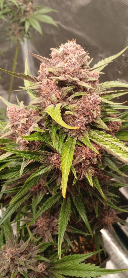 Banana Purple /GorillaZ/West Coast OG. Week 8