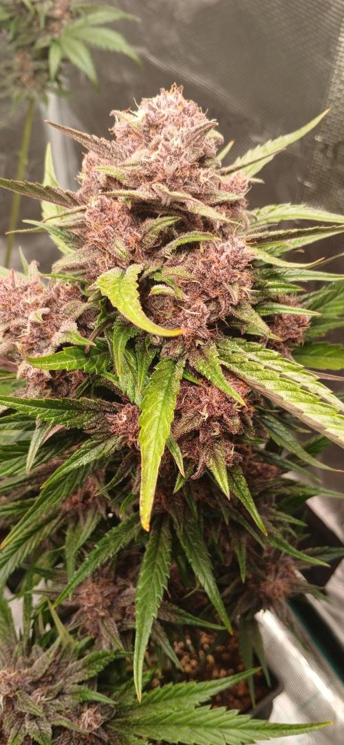 Banana Purple /GorillaZ/West Coast OG. Week 8