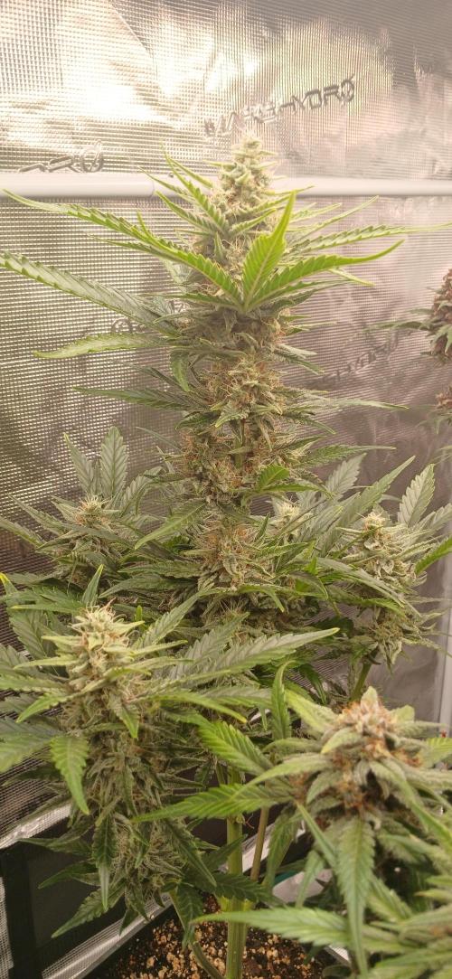 Banana Purple /GorillaZ/West Coast OG. Week 8