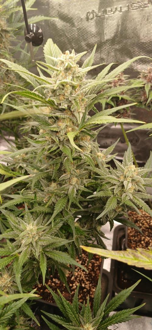 Banana Purple /GorillaZ/West Coast OG. Week 8