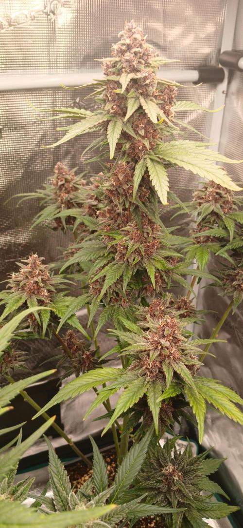 Banana Purple /GorillaZ/West Coast OG. Week 8