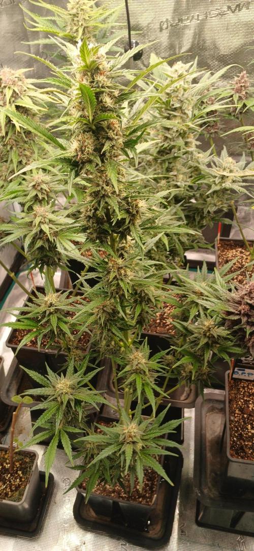 Banana Purple /GorillaZ/West Coast OG. Week 8