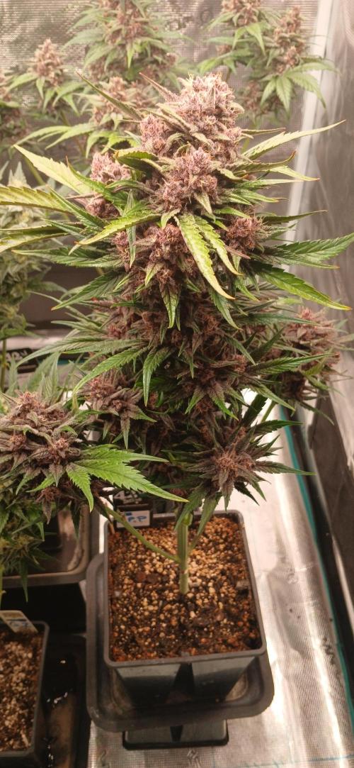 Banana Purple /GorillaZ/West Coast OG. Week 8