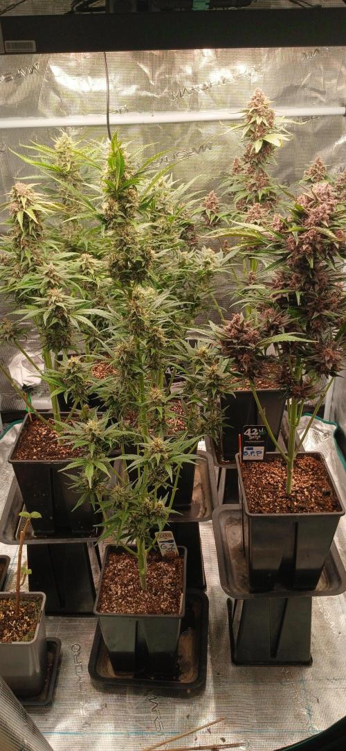 Banana Purple /GorillaZ/West Coast OG. Week 8