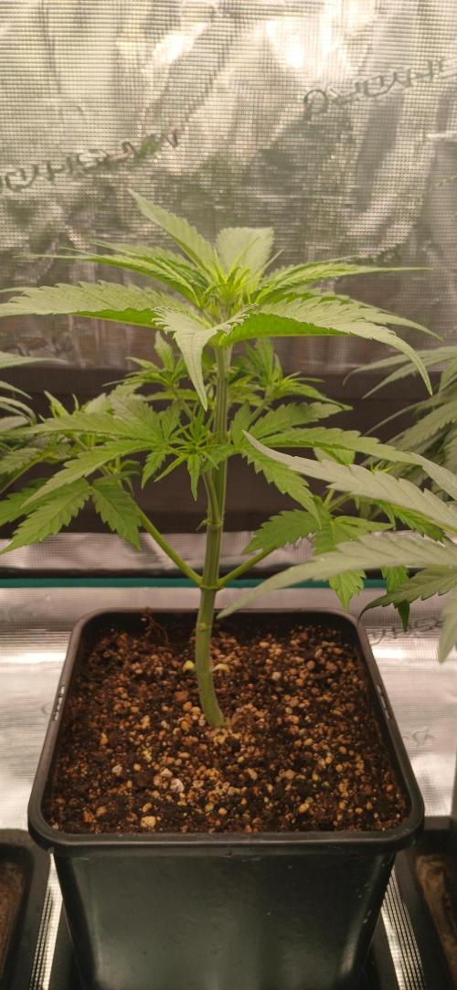 Kiwi x Papaya test. Week 5 - Unknown 