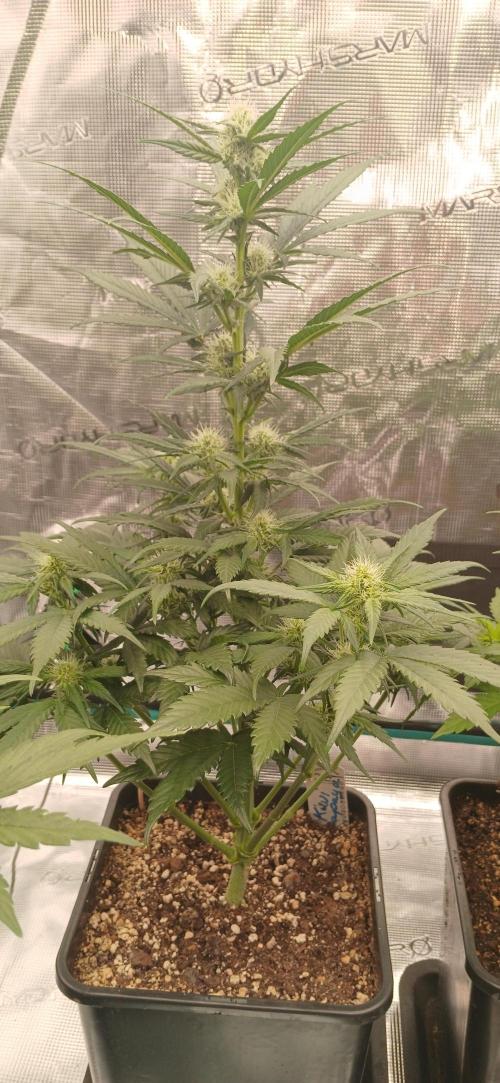 Kiwi x Papaya test. Week 5 - Kiwi x papaya 