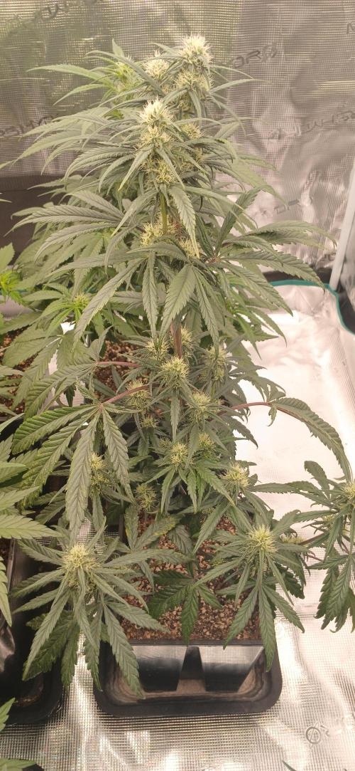 Kiwi x Papaya test. Week 5 - super Larry og 