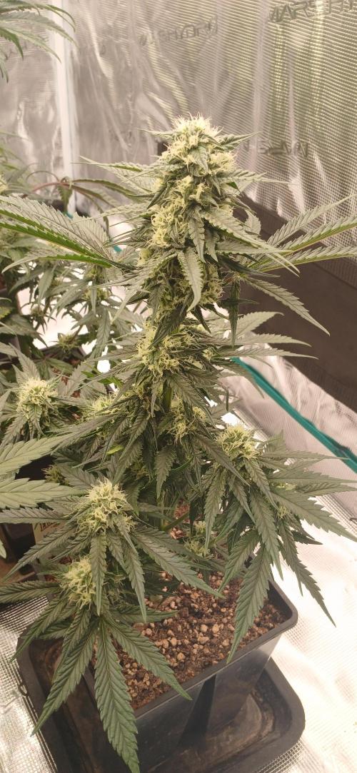 Kiwi x Papaya test. Week 5 - Black Pearl 