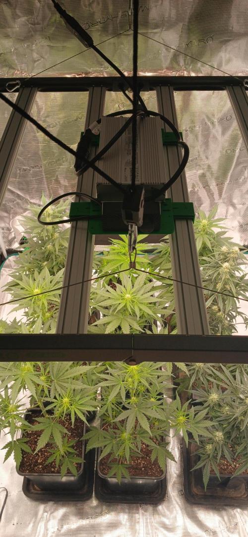 Kiwi x Papaya test. Week 5