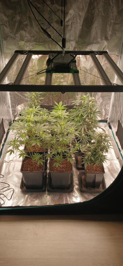 Kiwi x Papaya test. Week 5