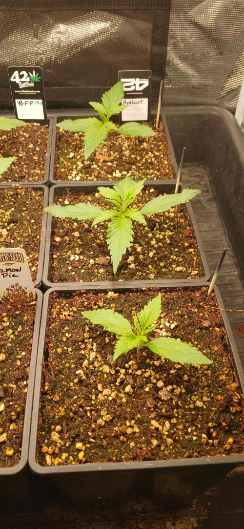 Fast Bud mix auto. Week 1