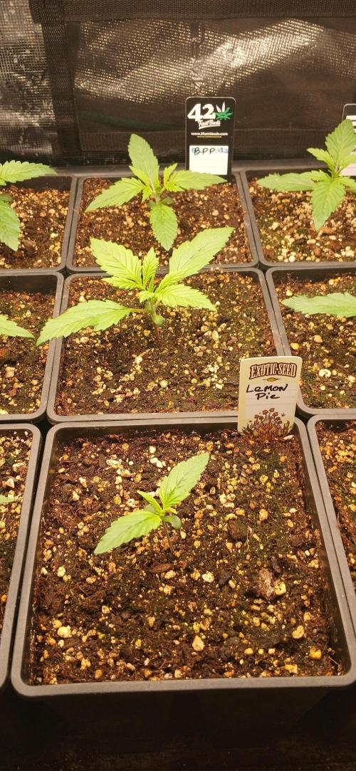 Fast Bud mix auto. Week 1