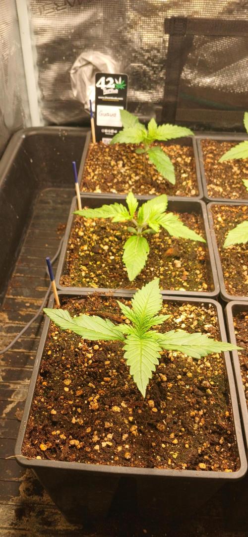 Fast Bud mix auto. Week 1