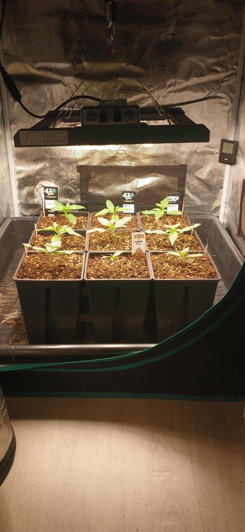 Fast Bud mix auto. Week 1