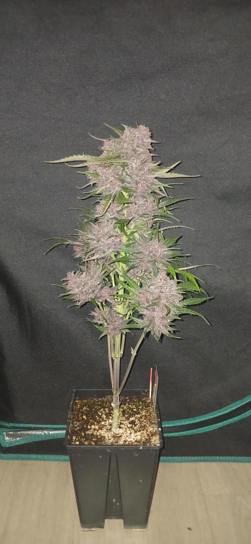 Banana Purple /GorillaZ/West Coast OG. Week 9