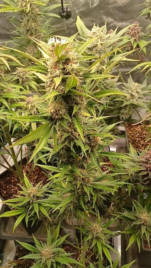 Banana Purple /GorillaZ/West Coast OG