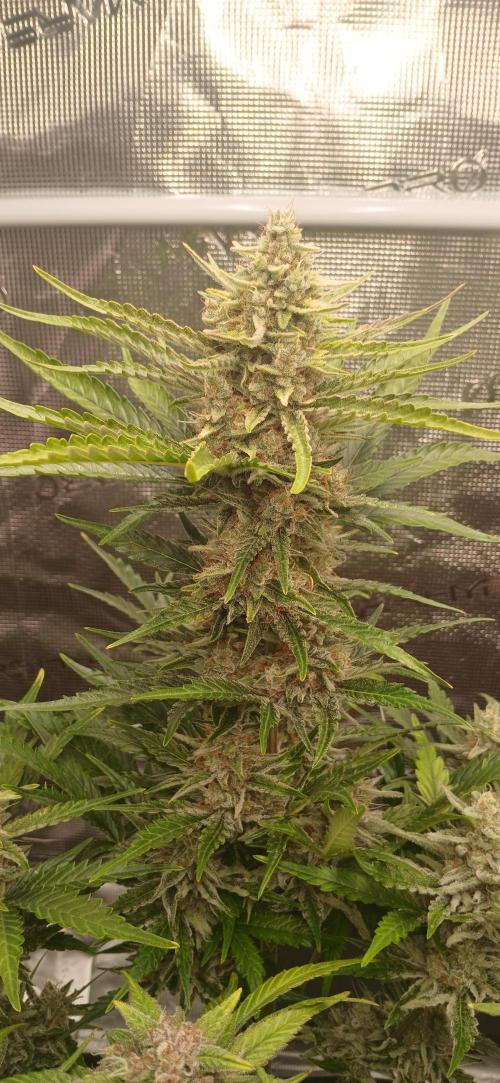 Banana Purple /GorillaZ/West Coast OG. Week 9