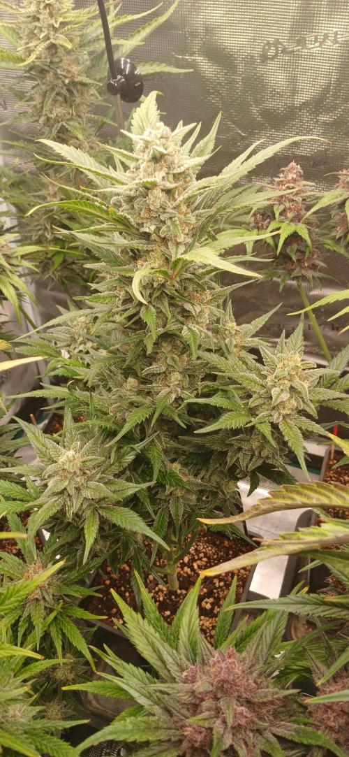 Banana Purple /GorillaZ/West Coast OG. Week 9