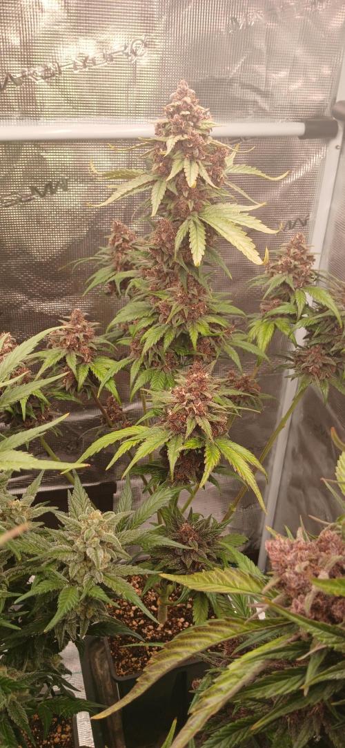 Banana Purple /GorillaZ/West Coast OG. Week 9