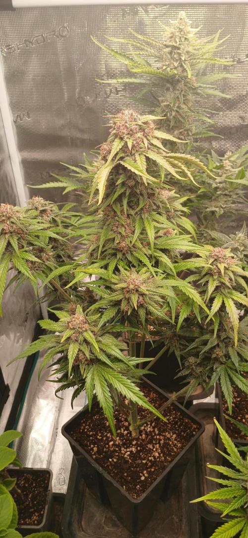 Banana Purple /GorillaZ/West Coast OG. Week 9