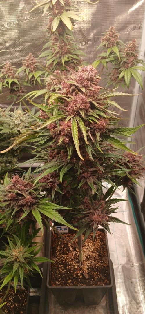 Banana Purple /GorillaZ/West Coast OG. Week 9