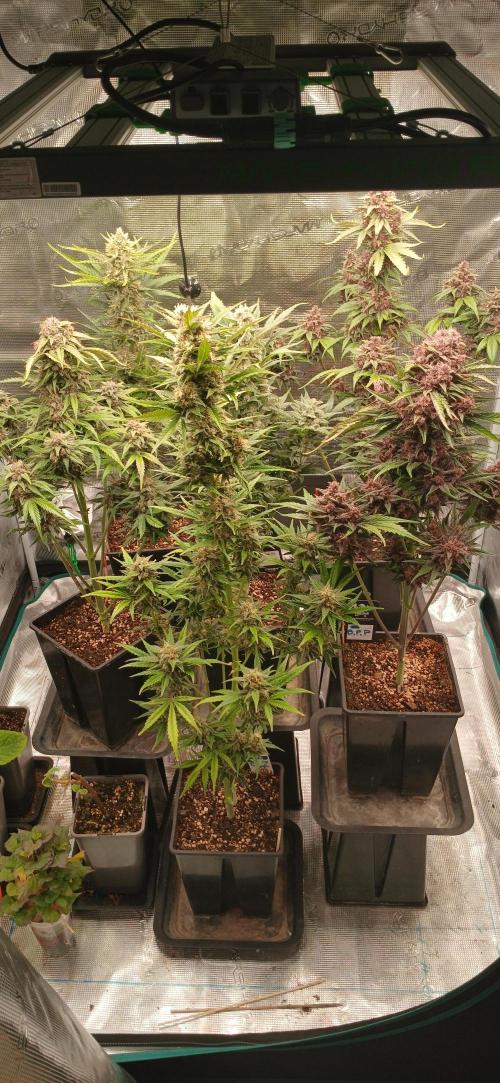 Banana Purple /GorillaZ/West Coast OG. Week 9