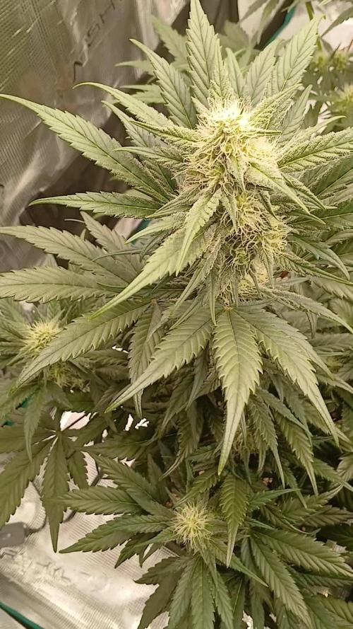 Kiwi x Papaya test