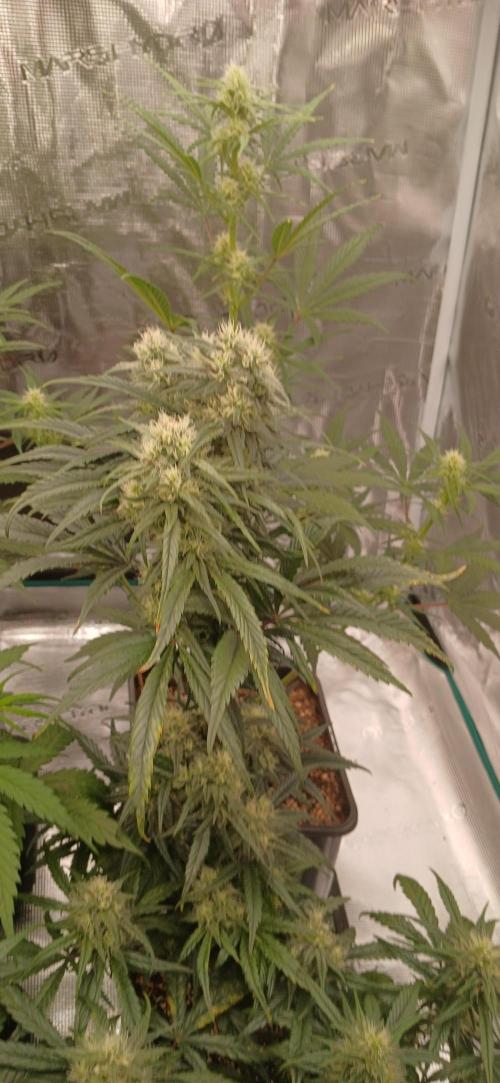 Kiwi x Papaya test. Week 6