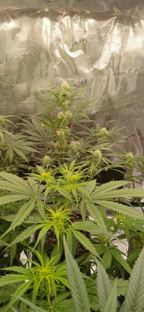 Kiwi x Papaya test. Week 6