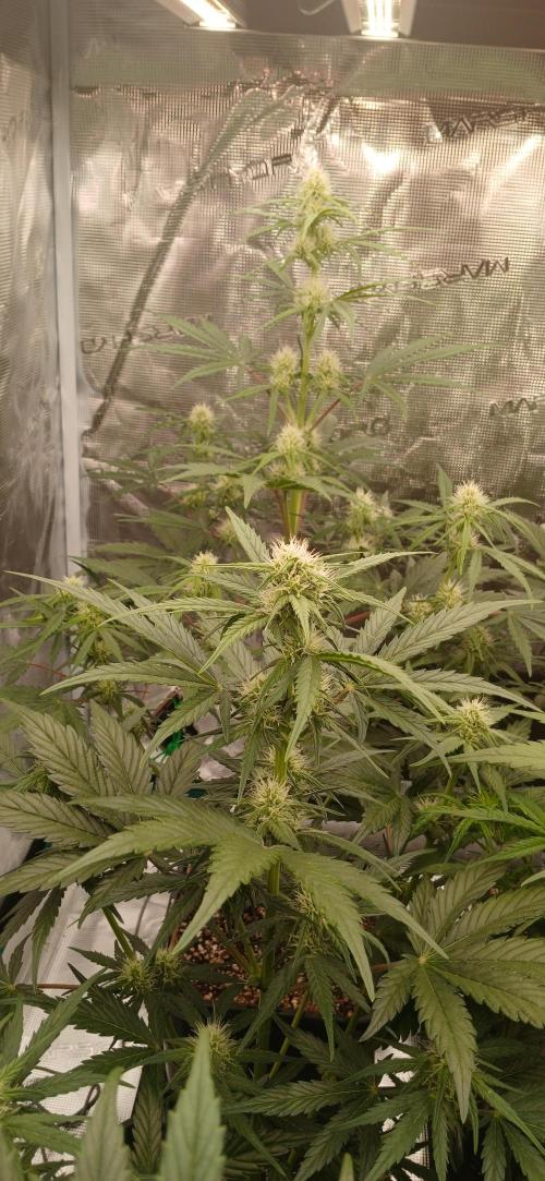 Kiwi x Papaya test. Week 6